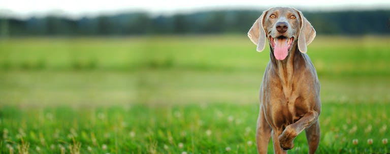 How to Train a Weimaraner to Point How to Train a Weimaraner to Point